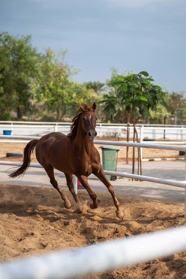 1 Hour Horseback Dubai Desert Park Ride - Riding from ghaf forests into Mushrif Park dunes