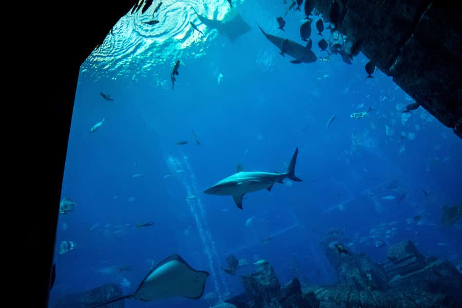 5-Day Pass: Hop-On Hop-Off, Lost World Aquarium, Dubai Frame - The desert sunset adds a different side of Dubai