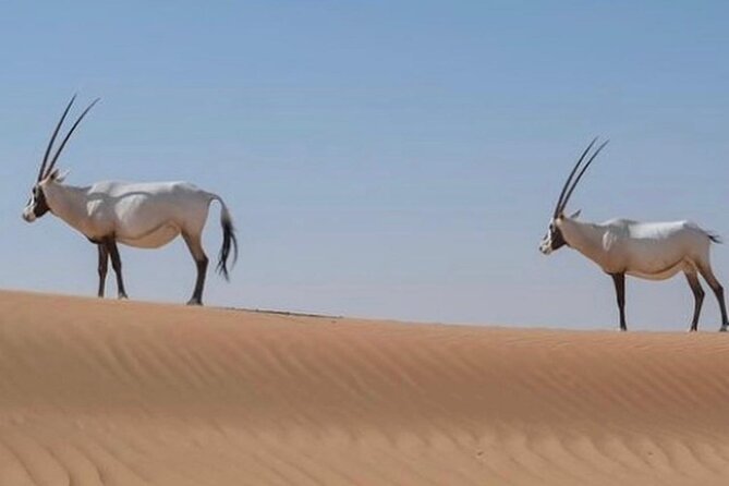 57 Bedouin Culture Safari With Breakfast - What the private format adds at $174.45