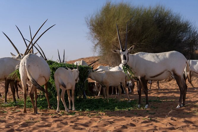 57 Camel Voyage - Camel trekking in the Dubai Desert Conservation Reserve
