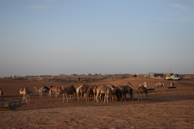 6 Hour Private Evening Desert Safari With BBQ Dinner - Big Red delivers the heart-pounding section