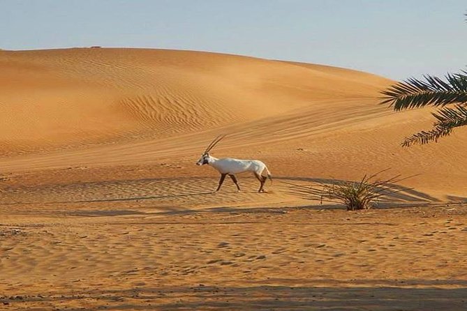 7-hour Small Group 4x4 Desert Safari Tour with Buffet Dinner in Dubai - Sandboarding is a quick add-on