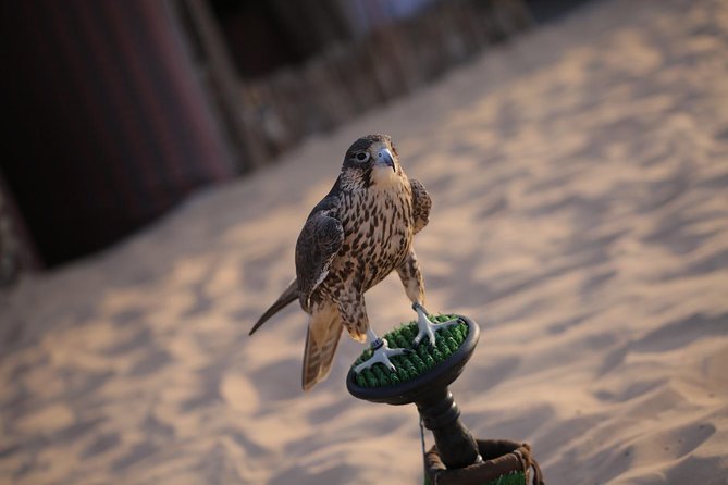 Abu Dhabi Desert Safari (Dune Bashing, BBQ Dinner, Camel Ride & Sand Skii) - Dune bashing across Abu Dhabi’s sand