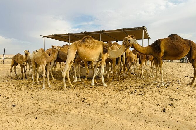 Abu Dhabi Desert Safari With BBQ Dinner & Live Shows - Camel riding: a taste, not a trek