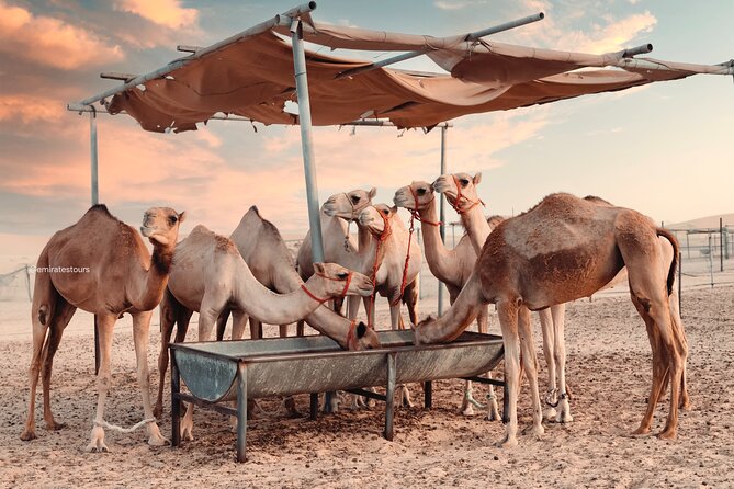 Abu Dhabi Evening Desert Safari BBQ, Camel Ride, Entertainments - The Bedouin-style camp program