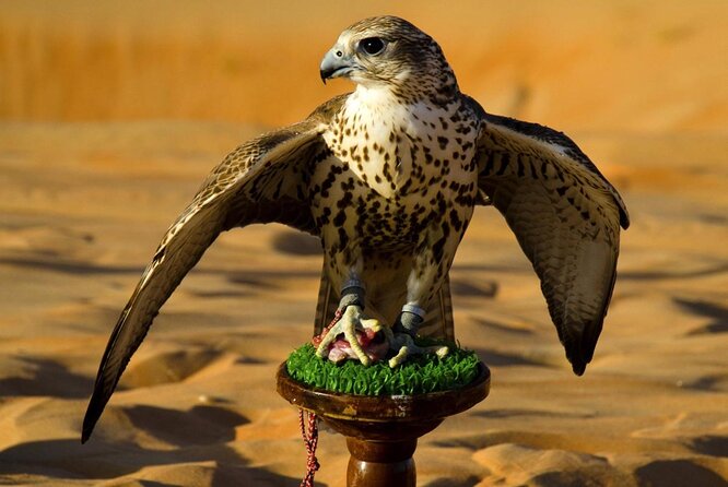 Abu Dhabi Falcon Hospital Tour - Why this hospital tells a bigger Abu Dhabi story