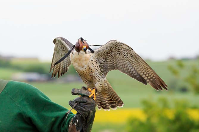 Abu Dhabi Falcon Hospital Tour - Treatment rooms and recovery areas