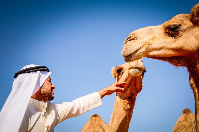 Abu Dhabi: Morning Desert Safari with Camels and Sandboarding - The camel ride is brief but worthwhile