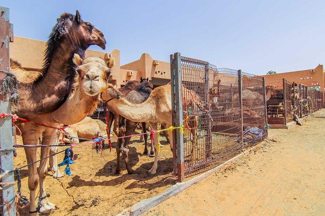 Al Ain City Sightseeing tour with Lunch from Dubai - Why Al Ain makes a good break from Dubai