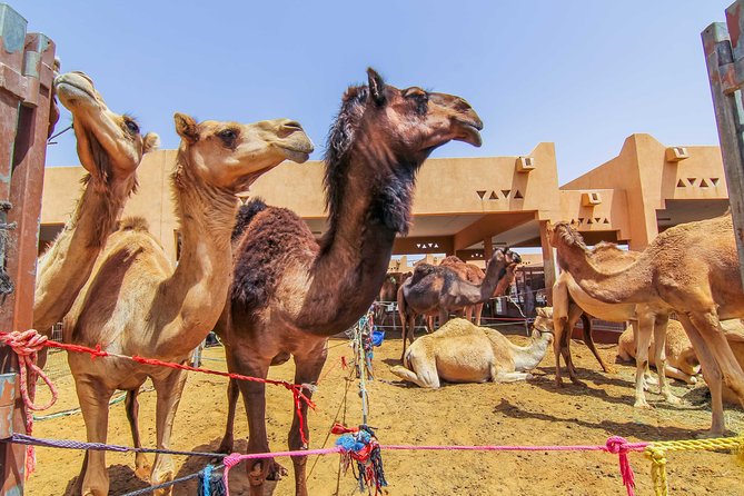 Al Ain City Sightseeing tour with Lunch from Dubai - Price and what you receive for $204