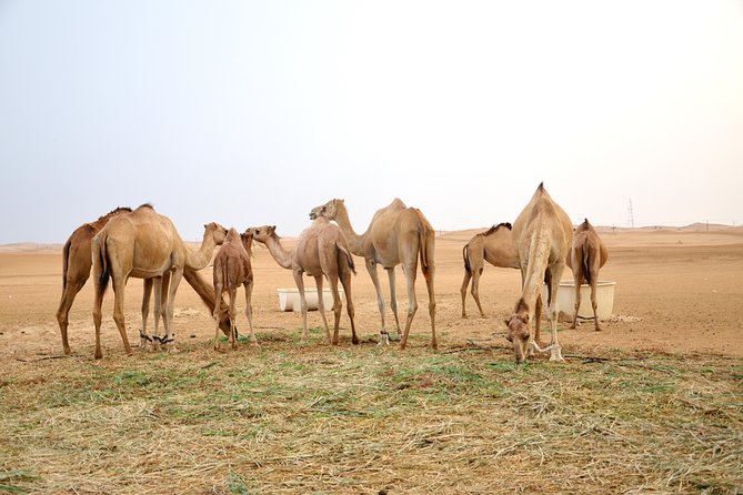 Al Ain Desert Safari with Buffet Dinner - Sunset from the sand