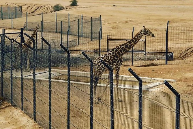 Al Ain Garden City Tour From Dubai - Why Al Ain makes a good break from Dubai
