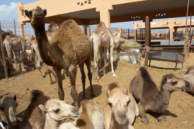 Al Ain Garden City Tour From Dubai - Al Ain Oasis, where shade tells the story