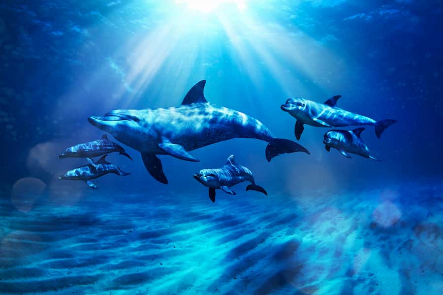 Aquaventure World: Dolphin Paddle and Waterpark Day Pass - Meeting dolphins at Dolphin Bay
