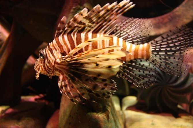 Atlantis Lost-Chamber Aquarium Dubai - Who will enjoy this aquarium most