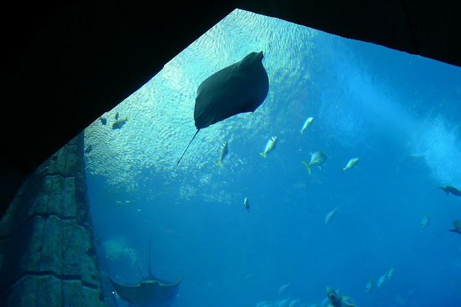 Atlantis Lost-Chamber Aquarium Dubai - Ambassadors Lagoon, sharks, rays, and piranhas