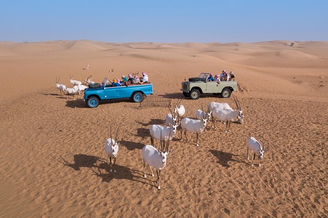Authentic Safari in Vintage Land Rover with Traditional Dinner - Falconry at sunset, the evening’s strongest performance