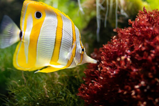 Burj Khalifa and Dubai Aquarium Combo Entrance Ticket - Is $114.29 a fair price?