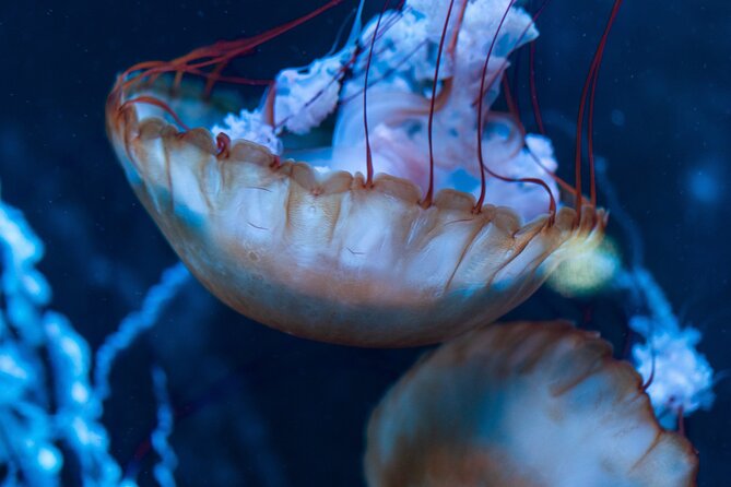 Burj Khalifa and Dubai Aquarium Combo Entrance Ticket - Should you book it?