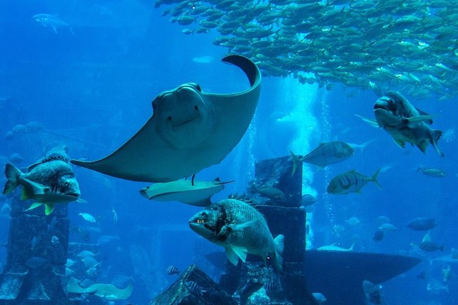 Burj Khalifa, Dubai Aquarium & UWZ with Penguin Cove Entry Ticket - Why this pairing works in Dubai Mall