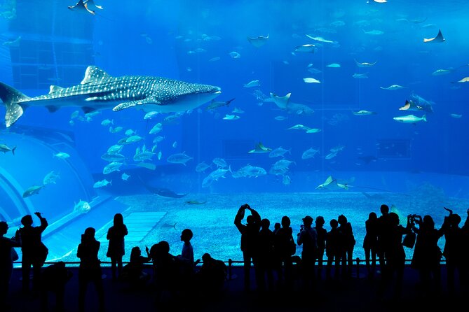 Burj Khalifa, Dubai Aquarium & UWZ with Penguin Cove Entry Ticket - Dubai Aquarium, sharks, rays, and Penguin Cove