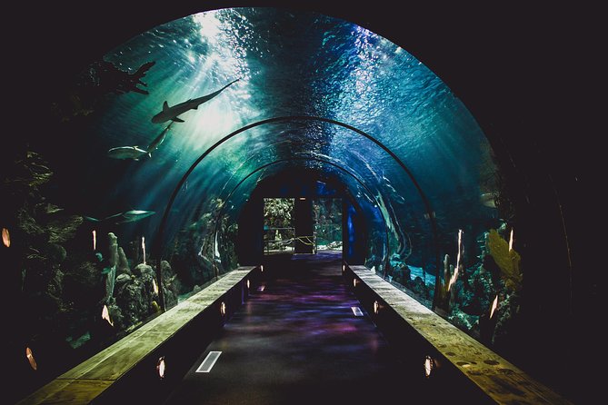 Burj Khalifa, Dubai Aquarium & UWZ with Penguin Cove Tickets - Planning the two stops without wasting your day