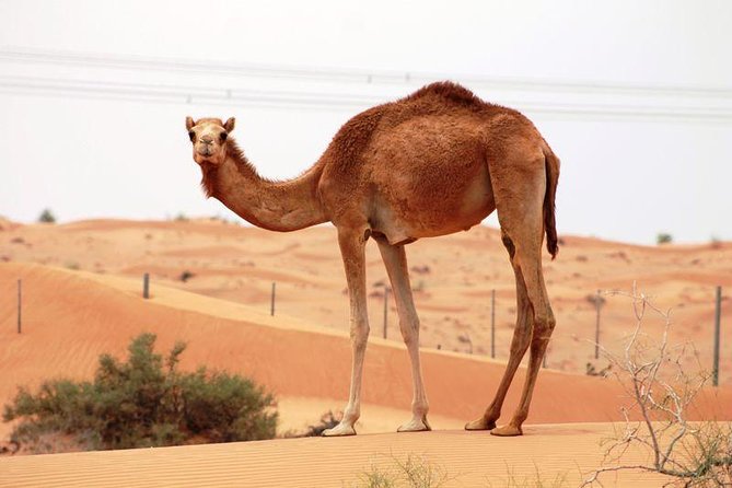 Camel Farm Visit - Dubai UAE - Key points at a glance
