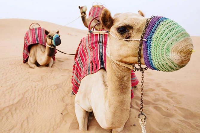 Camel Farm Visit - Dubai UAE - Why this camel visit feels different from a standard desert safari