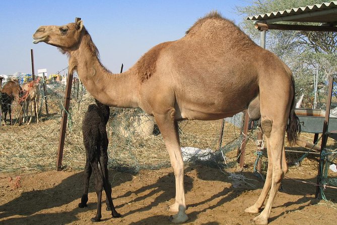 Camel Farm Visit - Dubai UAE - Reaching the camel farm near Lahbab