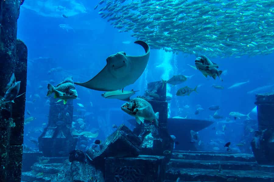 City Sightseeing Dubai HOHO Bus Tour, Aquaventure & More - Why this ticket works well in spread-out Dubai