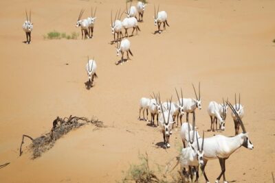 Desert Conservation Wildlife Drive & Breakfast at Al Maha Resort