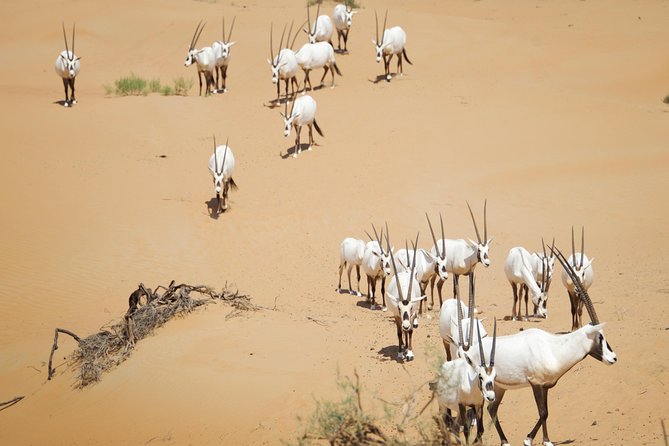 Desert Conservation Wildlife Drive & Breakfast at Al Maha Resort - A traditional welcome at the conservation reserve