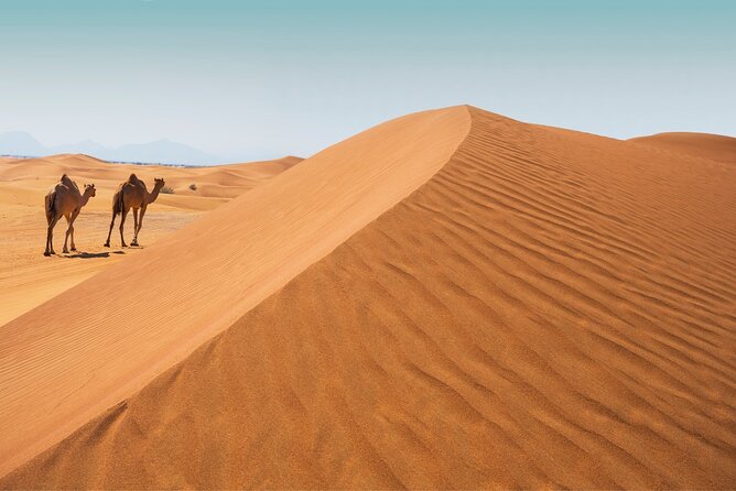 Desert Safari Abu Dhabi w/ Sand Boarding, Camel Ride & BBQ Dinner - Leaving Abu Dhabi for Al Khatim Desert