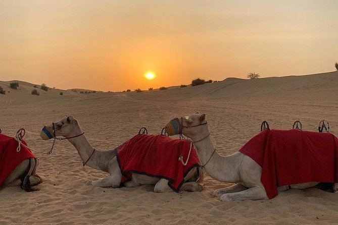 Desert Safari Red Dunes with Camel Ride, Sandboard, BBQ and Shows - What Your $46 Covers