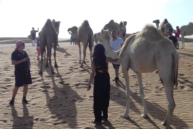 Desert Safari Tour, Quad Bike with BBQ Dinner & Show from Dubai - Sunset photos are worth protecting time for