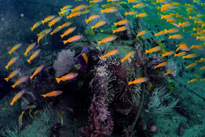 Dive trip to the coral reefs of Fujairah for certified scuba divers - The 6:00 am meeting in Jumeirah