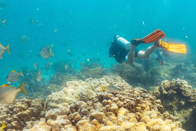 Dive trip to the coral reefs of Fujairah for certified scuba divers - Marine life to look for on the Gulf of Oman reefs