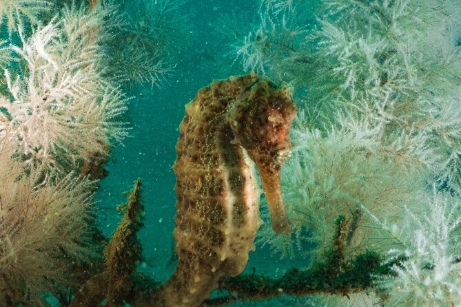 Dive trip to the coral reefs of Fujairah for certified scuba divers - The guides make a real difference