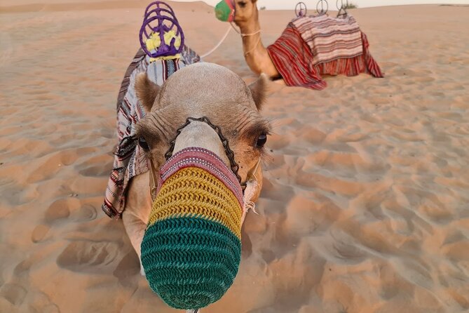 Dubai: 60Minute Self-Drive ATV Quadbike, Camel Ride, Sand Surfing - Safety Briefing Before You Start the ATV