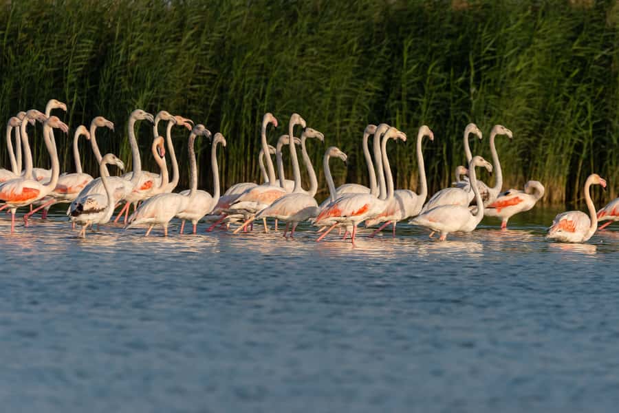 Dubai: Al Marmoom and Al Qudra Lakes Guided Tour with Dinner - How much does the six-hour tour deliver?