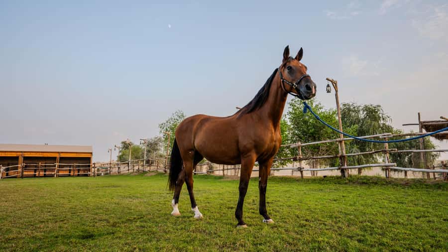Dubai: Al Marmoom Oasis Horse Riding Experience with Snack - The horseback ride through the oasis