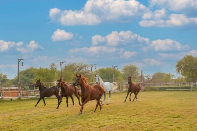 Al Marmoom Oasis Horse Riding Experience with Snack