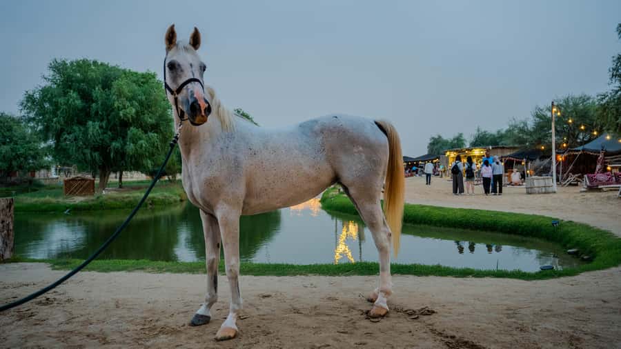 Dubai: Al Marmoom Oasis Horse Riding Experience with Snack - Is the $41 price good value?