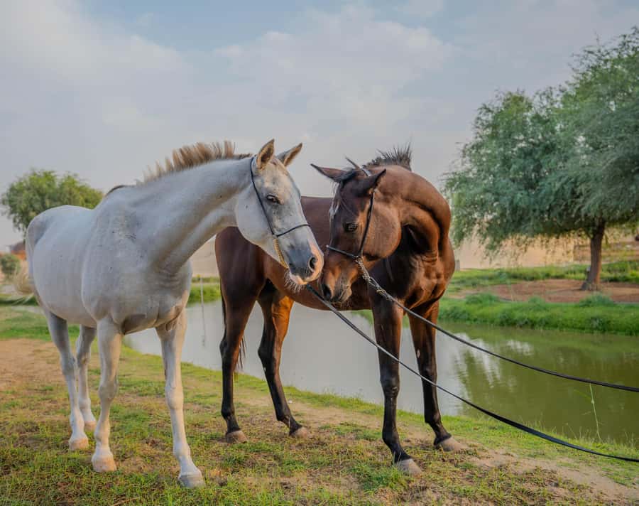 Dubai: Al Marmoom Oasis Horse Riding Experience with Snack - Who will enjoy this experience most