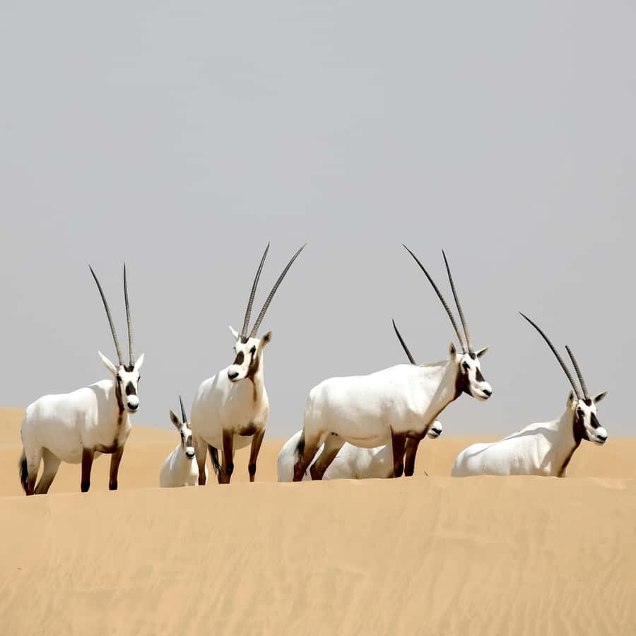 Dubai: Al Marmoom Oasis Safari, Animal Spotting & Breakfast - Camel riding with a small taste of caravan travel