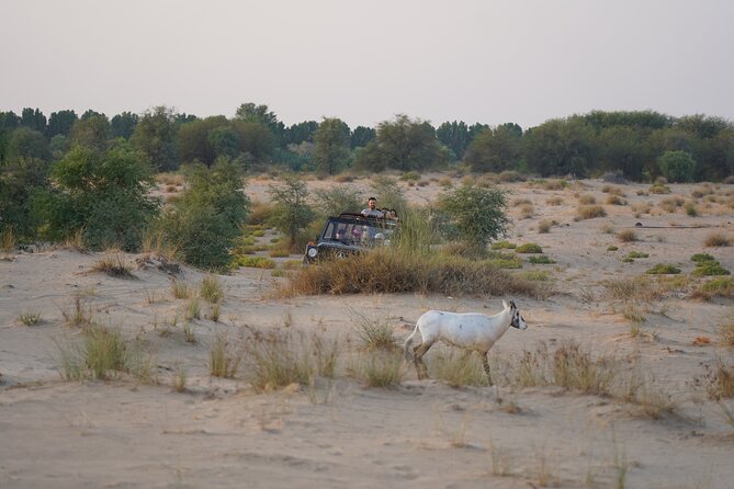 Dubai: Al Marmoom Oasis Vintage Safari: Camels, Stargazing & Meal - Astronomy after dark