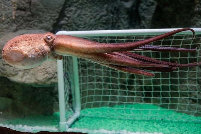 Dubai Aquarium and Underwater Zoo - The visit is self-guided, not a formal tour