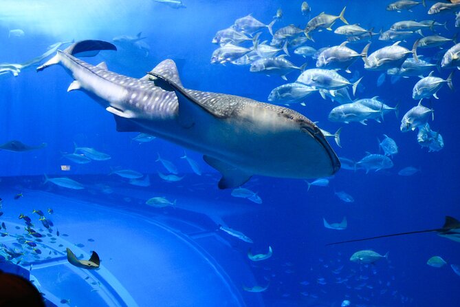 Dubai Aquarium and Underwater Zoo - Is $60.82 good value?