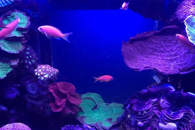 Dubai Aquarium and Underwater Zoo Admission Ticket with Options - Inside the Underwater Zoo