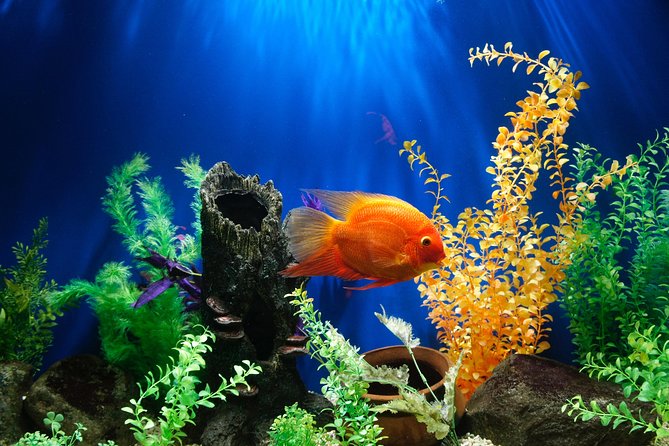 Dubai Aquarium and Underwater Zoo Admission Ticket with Options - How long should you plan?